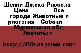 Щенки Джека Рассела › Цена ­ 10 000 - Все города Животные и растения » Собаки   . Мурманская обл.,Апатиты г.